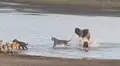 YouTube viral: bebé elefante usa truco para no ser devorado por manada de hambrientos leones [VIDEO]