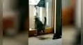 Gato intenta atrapar un pájaro, pero se estrella contra una puerta de vidrio 