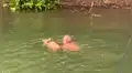 Entra a caudaloso río para salvar a exhausto ciervo que luchaba por sobrevivir [VIDEO]