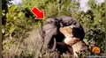 Hambrienta leona caza a elefante para dar de comer a sus crías y ocurre lo inesperado [VIDEO]