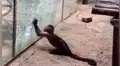 Mono es captado rompiendo su jaula con una piedra afilada por él mismo, como si fuera un humano [VIDEO]