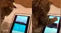 Gata se apodera del iPad de su dueña y lo manipula para revisar sus redes sociales [VIDEO]
