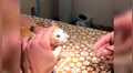 Acude con su gato al veterinario y este le saca un enorme parásito que vivía en su nariz [VIDEO]