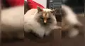 Nadie quiere adoptar a gata que tiene una extraña mancha en su rostro [FOTOS]