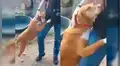Perro se aferra a la pierna de un periodista mientras este hacía reportaje en refugio [VIDEO]