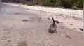 Facebook: Joven enseña a su gato a nadar utilizando un sensacional truco para que no le tema al agua [VIDEO]