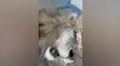 Mujer se acerca a enorme león que crió de bebé y este tiene efusiva reacción al verla [VIDEO]
