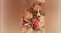 Perro conoce a la nueva mascota de su dueña y tiene tierna reacción [VIDEO]