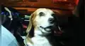 Taxista adopta una perrita y ahora lo acompaña en todos sus viajes [FOTOS]