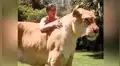 YouTube viral: Tigresa y león tienen cría considerada el felino más grande del mundo [VIDEO]