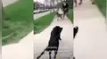 Perritas conmueven a todos al tener emotivo reencuentro después de no verse un mes [VIDEO]  