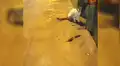 Hambriento gato observa pelea de ratones y no sabe a cuál comerse [VIDEO]