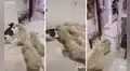 Lo abrumaron: perritos golden se abalanzan contra un gato para darle cariño