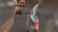 YouTube viral: Conductor es acechado por gigantesco oso en autopista y ocurre aterrador momento [VIDEO]