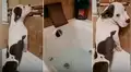 Perro no quería bañarse y reacciona de forma insólita al ver que su dueña alistaba la tina con agua [VIDEO]