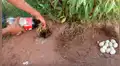 Hombre mezcla Coca Cola y Mentos en extraño hoyo y emerge una letal criatura [VIDEO]