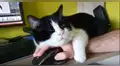 Hombre intenta trabajar desde su casa y su gato se lo impide con graciosa conducta [VIDEO]