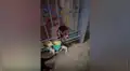 Perro se reencuentra con su ‘amigo’ callejero y tiene una conmovedora reacción [VIDEO]