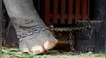 Elefante muere por cansancio mientras trasladaba a un grupo de turistas [VIDEO] 