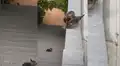 Gatito no puede saltar a una azotea y su familia hace de todo para ayudarlo [VIDEO]