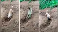 Perro convierte un palo de madera en su juguete favorito y protagoniza tierna escena [VIDEO]