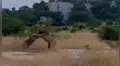 Feroz león se enfrenta a su hijo para expulsarlo de la manada y ocurre lo inesperado [VIDEO] 
