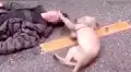 YouTube: el conmovedor momento en que un perro intenta reanimar a su dueño desmayado [VIDEO]