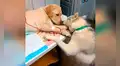 Cachorro asiste a su amo veterinario para decirle a los pacientes que “todo estará bien” [FOTOS]