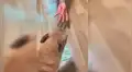 Captan la curiosa reacción de un perro cuando se acercan al dinero de su dueño [VIDEO]