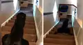 Perro llama la atención de su dueña al usar curiosa técnica para bajar las escaleras [VIDEO]