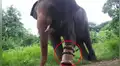 Elefante pierde una pata tras caer en trampa y ahora es feliz usando una prótesis [VIDEO] 