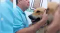 Brasil: Sacerdote realiza misa acompañados de perros para una noble misión [FOTOS]