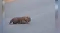 Mamá leopardo protege a sus crías al notar la presencia de turistas en su hábitat [VIDEO]
