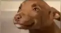 Vía Facebook: tierno cachorro 'sonrie' al saber que será adoptado y tendrá nueva familia [VIDEO] 