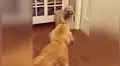Perro tiene curiosa reacción al ver que sus dueños le compraron un peluche parecido a él [VIDEO]
