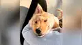 Rae, la perrita ‘unicornio’ que ha cautivado en las redes por su peculiar apariencia [VIDEO]