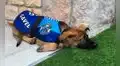 Twitter: expulsan a perro de la policía por ser 'demasiado tierno' 