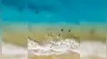 Se toman foto dentro del mar y cámara capta a enorme criatura acechando a bañistas [VIDEO]