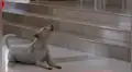 Facebook viral: perro se roba el show en iglesia de Tumbes al “cantar” al ritmo de coro [VIDEO]
