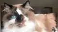 Cricket, el gato tuerto que escapó de la eutanasia y ahora es una sensación en las redes [FOTOS]