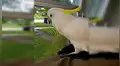 YouTube: cacatúa que se comporta como perro es toda una sensación en las redes sociales [VIDEO]