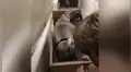 Mujer construye mecanismo para que sus perros ancianos suban con facilidad las escaleras [VIDEO]