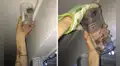 Mujer descubre enorme avispa que cargaba a sus crías sobre su lomo [VIDEO]