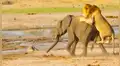León aprovecha que elefante se separa de su manada para atacarlo por la espalda [VIDEO]
