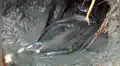 Joven sumerge sus manos dentro de extraño hueco de barro y atrapa peces con misterioso aspectos [VIDEO]