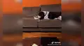 Perro sorprende al trasladar su plato al sofá para comer junto a sus dueños [VIDEO]