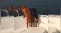 Perro se emociona de forma curiosa al conocer el mar por primera vez y cautiva a miles [VIDEO]