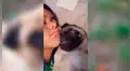 Mujer deja solo a su perro pug en casa y cuando regresa lo halla en cómica escena [VIDEO]