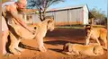 Hombre ingresa a recinto de leones y al reencontrarse con felina esta tiene tierna reacción [VIDEO]