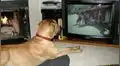 ¿Mi perro entiende lo que ve en la televisión? Estudio científico derriba algunos mitos
